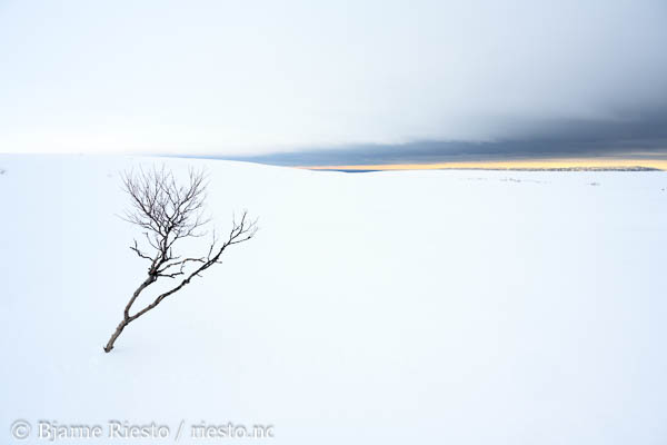 Horisont. Vinterlandskap på Varangerhalvøya. Finnmark
