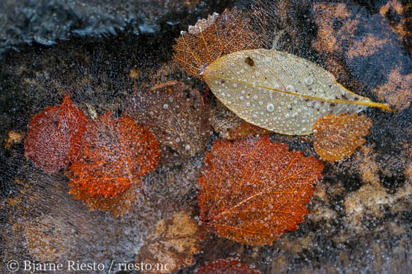 Myrull og midnattssol. Varangehalvøya, Finnmark 
