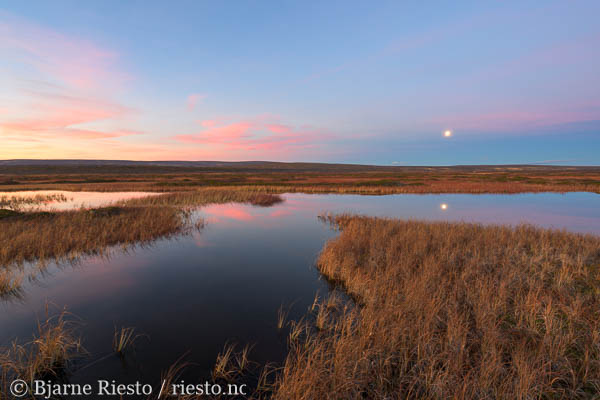 Myrull og midnattssol. Varangehalvøya, Finnmark 