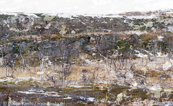 Myrull og midnattssol. Varangehalvøya, Finnmark 